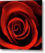 Rose Metal Print