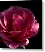 Rose Rose On Black Ii Metal Print