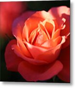 Rose With A Glow Metal Print