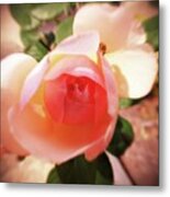 Rose With Tiny Visitor Metal Print