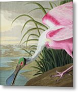 Roseate Spoonbill Metal Print