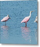 Roseate Spoonbill Line-up Metal Print