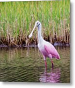 Roseate Spoonbill Metal Print