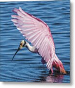 Roseate Spoonbill Profile With Wings Over Her Head Metal Print