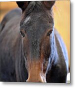 Alice The Mule Metal Print