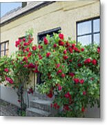Roses Growing Near The House In A Swedish Town Visby Metal Print