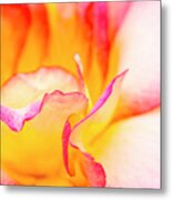 Rosy Curves Metal Print