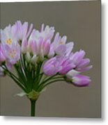 Rosy Garlic Bouquet Metal Print