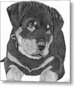 Rottweiler Puppy Metal Print
