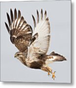 Rough Legged Hawk Hunting Metal Print