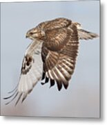 Rough Legged Hawk In The Wing Metal Print