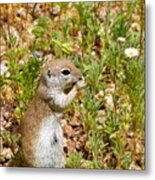 Round-tailed Ground Squirrel Metal Print