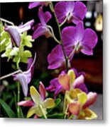 Royal Hawaiian Orchids Metal Print
