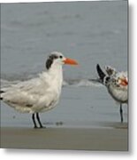 Royal Tern Adult And Young Bird Metal Print