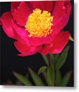 Ruby Peony With Golden Stamens Metal Print