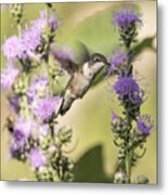 Ruby-throated Hummingbird 13-2015 Metal Print