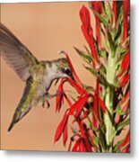 Ruby-throated Hummingbird Dining On Cardinal Flower Metal Print