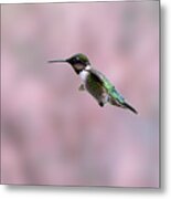 Ruby-throated Hummingbird  Flying By Metal Print