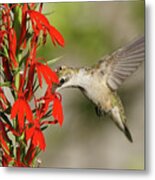 Ruby-throated Hummingbird Sips On Cardinal Flower Metal Print