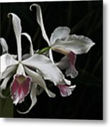 Ruby Throated White Orchid Metal Print