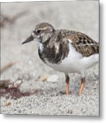 Ruddy Turnstone On The Beach Metal Print