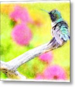 Ruffled Hummingbird - Digital Paint 3 Metal Print