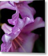 Ruffled - Metal Print