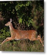 Running Deer Metal Print