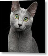 Russian Blue Cat With Amazing Green Eyes On Isolated Black Backg Metal Print