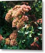 Rustic Sedum Metal Print