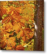 Rusty Autumn Fall Color Leaves In The Blue Ridge Metal Print