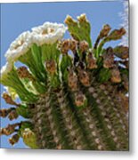 Saguaro Blooms Metal Print