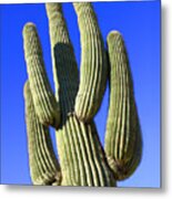 Saguaro Cactus - Arizona Metal Print