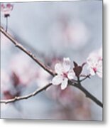 Sakura #189 Metal Print