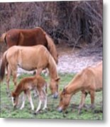 Salt River Wild Horses In Winter Metal Print