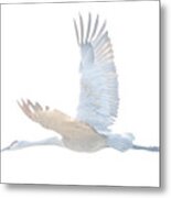 Sand Hill Crane Overexposed Two Metal Print