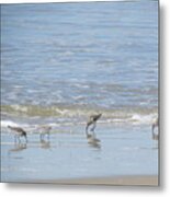 Sand Pipers Feeding On The Beach Metal Print