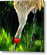 Sandhill Crane Metal Print