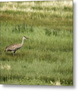 Sandhill Crane In A Field Of Greens And Yellows, No. 1 Metal Print