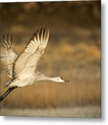 Sandhill Crane Metal Print