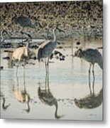 Sandhill Crane Reflections Metal Print