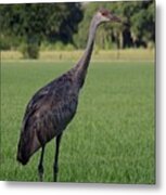 Sandhill Crane Metal Print