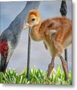 Sandhill Crane With Colt Metal Print