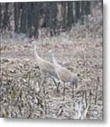 Sandhill Cranes 1171 Metal Print