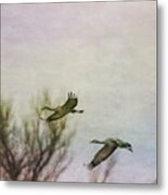 Sandhill Cranes Flying - Texture Metal Print