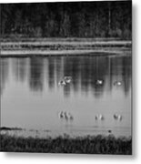 Sandhill Cranes Necedah 2015-2 Metal Print