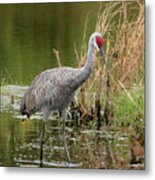 Sandhill In Beautiful Water Metal Print