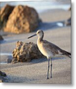 Sandpiper Metal Print