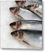 Sardines On Ice Metal Print