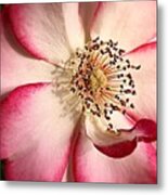 Sassy Rose Metal Print